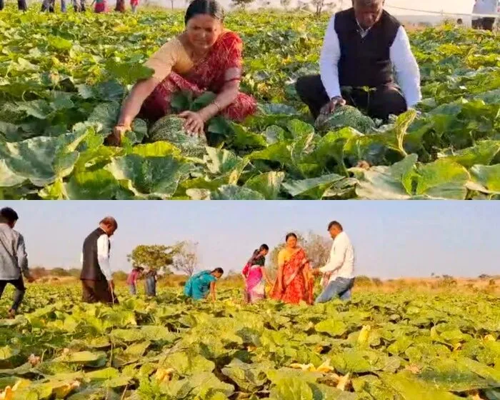 Adarsh Swarajya | आष्टीच्या डांगर भोपळ्याला ५ राज्यांतून मागणी;